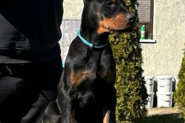 Doberman cuccioli in vendita dobermancuccioliinvendita123456.jpg