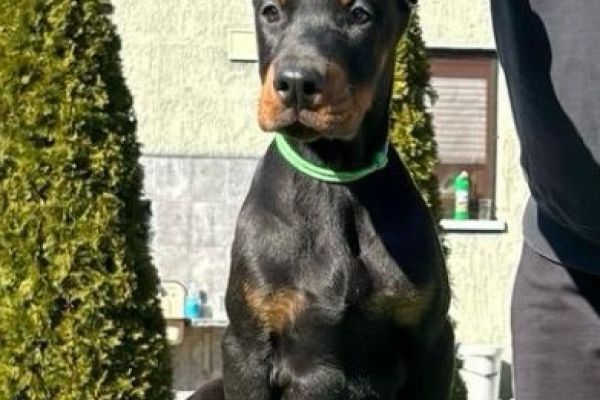 Doberman cuccioli in vendita dobermancuccioliinvendita12345678.jpg