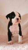 Cuccioli di American staffordshire terrier CucciolidiAmericanstaffordshireterrier.jpg