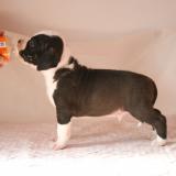 Cuccioli di American staffordshire terrier CucciolidiAmericanstaffordshireterrier12.jpg