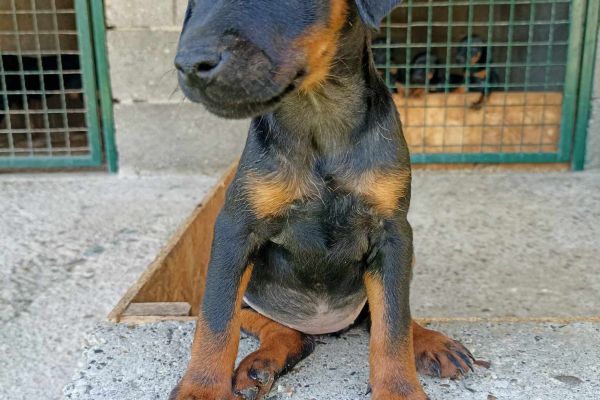 Terrier da caccia tedesco cuccioli terrierdacacciatedescocuccioli.jpg