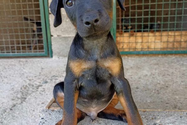 Terrier da caccia tedesco cuccioli terrierdacacciatedescocuccioli12.jpg