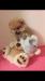 Spitz della Pomerania femmina crema nata il 10/16 448472a.jpg