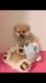 Spitz della Pomerania femmina crema nata il 10/16 448472b.jpg