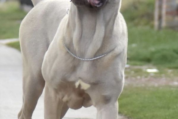 Cane Corso cuccioli in vendita canecorsocuccioliinvendita.jpg