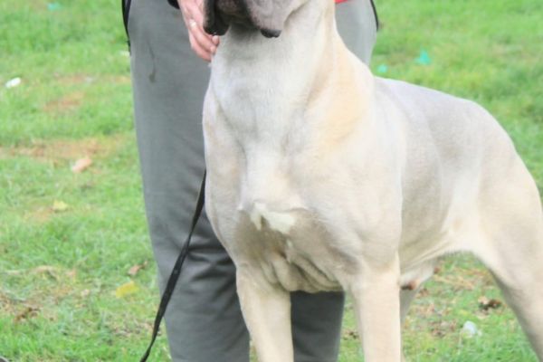 Cane Corso cuccioli in vendita canecorsocuccioliinvendita12.jpg