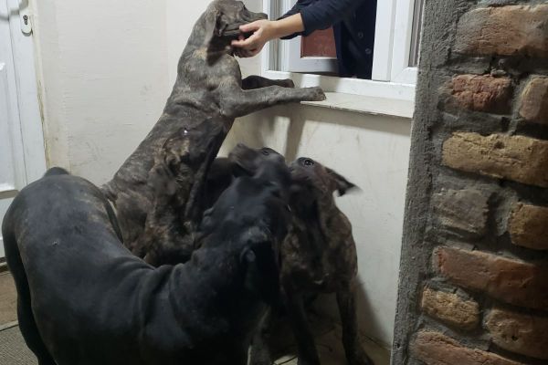 Cane Corso cuccioli in vendita canecorsocuccioliinvendita1234.jpg