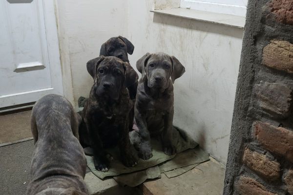 Cane Corso cuccioli in vendita canecorsocuccioliinvendita12345.jpg