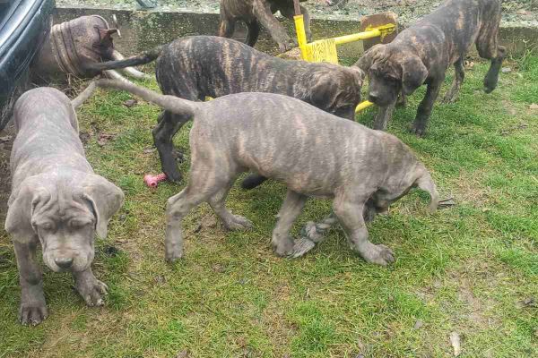 Cane Corso cuccioli in vendita canecorsocuccioliinvendita1234567.jpg