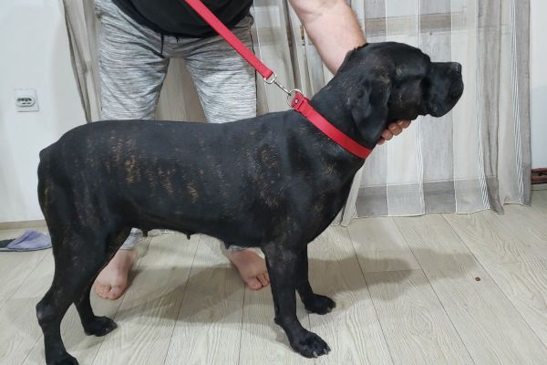 Cane Corso cuccioli in vendita canecorsocuccioliinvendita123456789.jpg