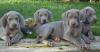 weimaraner CUCCIOLI SELEZIONATI 454037b.jpg