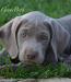 weimaraner CUCCIOLI SELEZIONATI 454037c.jpg