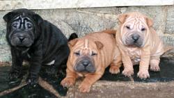 Shar-pei cuccioli Sharpeicuccioli.jpg