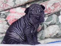 Shar-pei cuccioli Sharpeicuccioli1.jpg