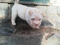 Shar-pei cuccioli Sharpeicuccioli12.jpg