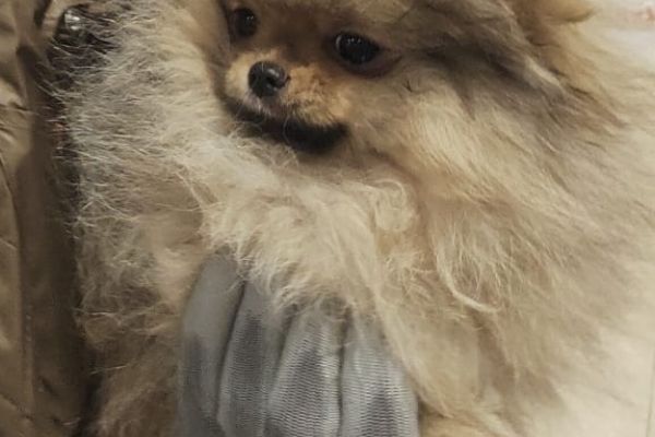 Cuccioli di Spitz di pomerania nano cucciolidispitzdipomeranianano1.jpg