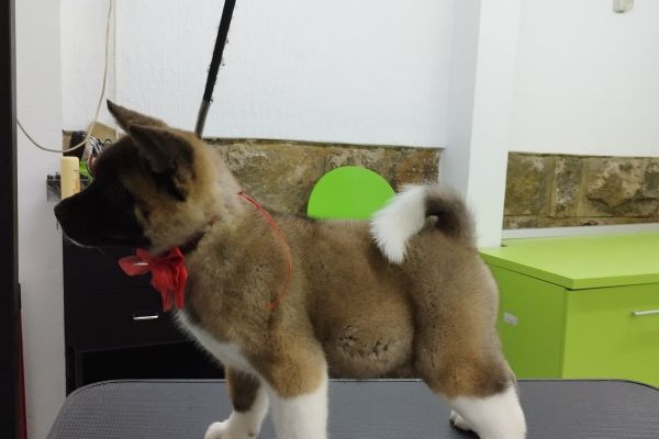 Akita americano cuccioli akitaamericanocuccioli.jpg