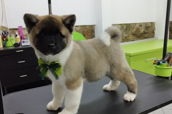 Akita americano cuccioli akitaamericanocuccioli1.jpg