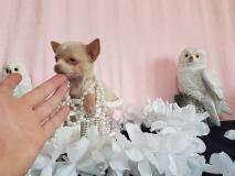 chihuahua femmina pelo raso color cappuccin toy chihuahuafemminapelorasocolorcappuccintoy1234.jpg