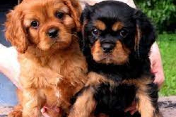 Dolcissimi Cavalier King dolcissimicavalierking.jpg