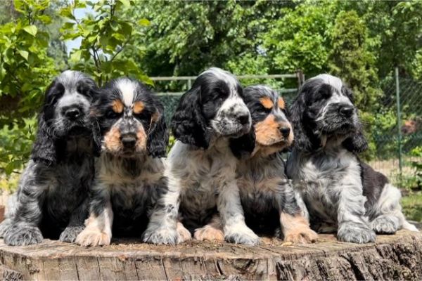 Cocker Spaniel Inglese cuccioli cockerspanielinglesecuccioli12.jpg