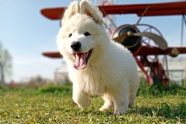 Ultima cucciola ultimacucciola123.jpg