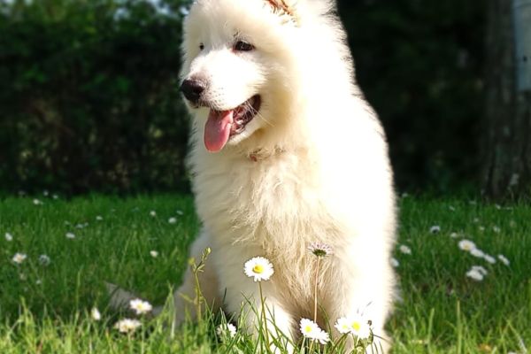 Ultima cucciola ultimacucciola12345678.jpg