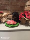 Spitz di Pomerania femmina SpitzdiPomeraniafemmina.jpg