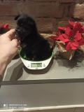 Spitz di Pomerania femmina SpitzdiPomeraniafemmina1.jpg