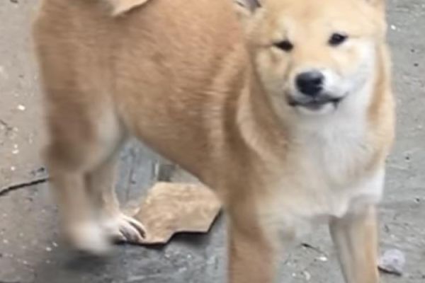 Shiba inu cuccioli shibainucuccioli.jpg