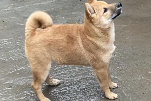 Shiba inu cuccioli shibainucuccioli1.jpg