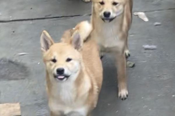 Shiba inu cuccioli shibainucuccioli12.jpg