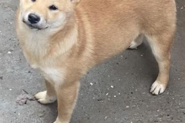 Shiba inu cuccioli shibainucuccioli1234.jpg