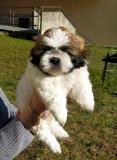 Shih-tzu Shihtzu-625316a37b13f.jpg