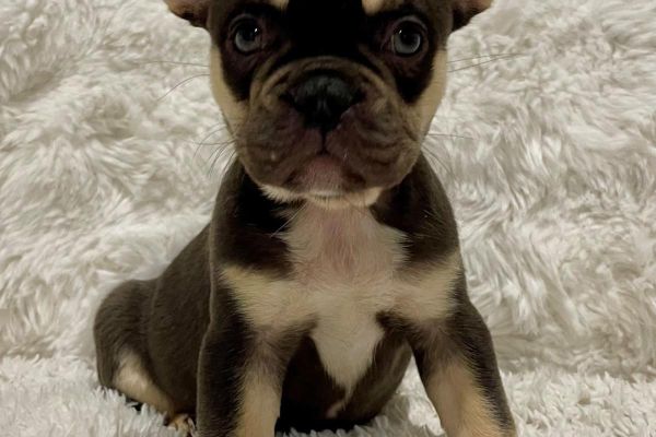 PRONTI ORA 3 CUCCIOLI DI BULLDOG FRANCESE DI RAZZA PAPERED prontiora3cucciolidibulldogfra.jpg