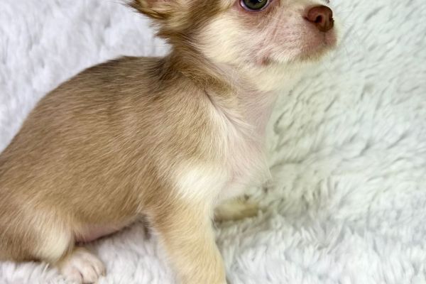 Rubyna chihuahua femmina thailandese pronta rubynachihuahuafemminathailand1.jpg