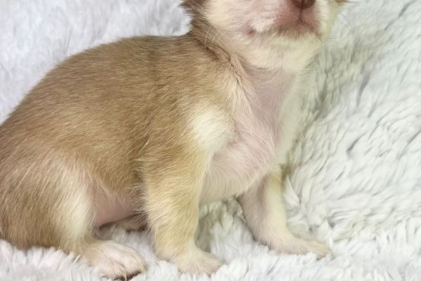 Rubyna chihuahua femmina thailandese pronta rubynachihuahuafemminathailand12.jpg