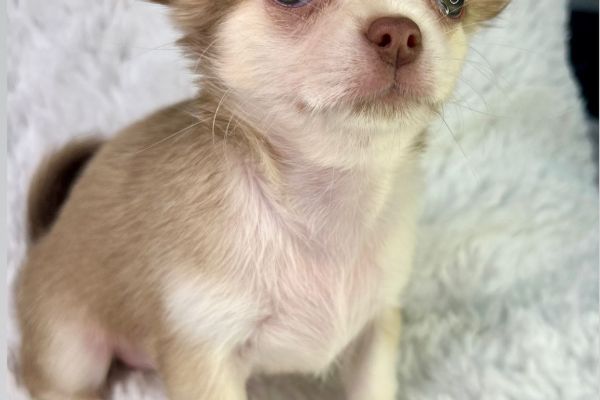 Rubyna chihuahua femmina thailandese pronta rubynachihuahuafemminathailand1234.jpg