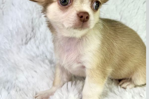 Rubyna chihuahua femmina thailandese pronta rubynachihuahuafemminathailand12345.jpg
