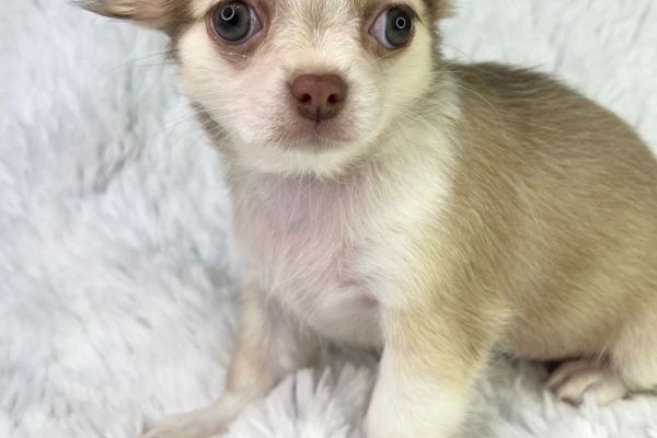 Rubyna chihuahua femmina thailandese pronta rubynachihuahuafemminathailand123456.jpg