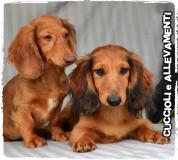 Bassotto Kaninchen e Nano Pelo Lungo Cuccioli - Allevamento/Pedigree BassottoKanincheneNanoPeloLungoCuccioliAllevamentoPedigree.jpg