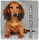 Bassotto Kaninchen e Nano Pelo Lungo Cuccioli - Allevamento/Pedigree BassottoKanincheneNanoPeloLungoCuccioliAllevamentoPedigree1.jpg