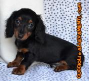 Bassotto Kaninchen e Nano Pelo Lungo Cuccioli - Allevamento/Pedigree BassottoKanincheneNanoPeloLungoCuccioliAllevamentoPedigree123.jpg