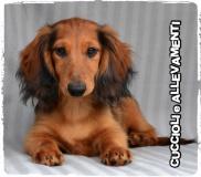 Bassotto Kaninchen e Nano Pelo Lungo Cuccioli - Allevamento/Pedigree BassottoKanincheneNanoPeloLungoCuccioliAllevamentoPedigree1234.jpg