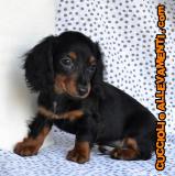 Bassotto Kaninchen e Nano Pelo Lungo Cuccioli - Allevamento/Pedigree BassottoKanincheneNanoPeloLungoCuccioliAllevamentoPedigree12345.jpg