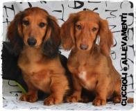 Bassotto Kaninchen e Nano Pelo Lungo Cuccioli - Allevamento/Pedigree BassottoKanincheneNanoPeloLungoCuccioliAllevamentoPedigree123456.jpg