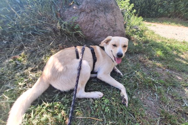 Lenny cagnetto in cerca di  casa lennycagnettoincercadicasa1.jpg