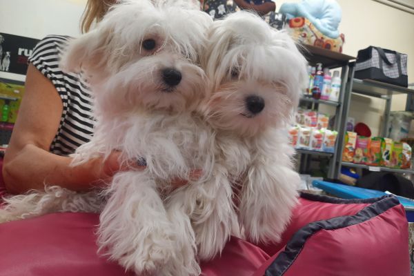 Maltesi cuccioli maltesicuccioli.jpg