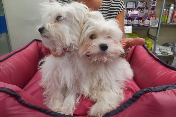 Maltesi cuccioli maltesicuccioli12.jpg