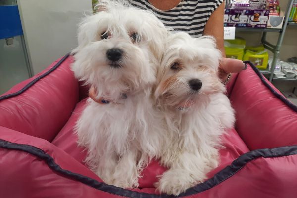 Maltesi cuccioli maltesicuccioli123.jpg
